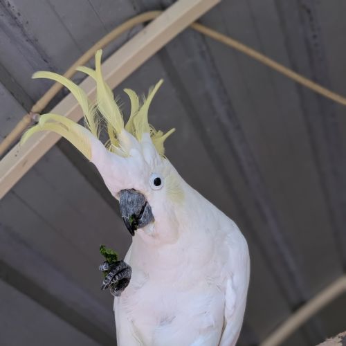 Kiko - Cockatoo Bird