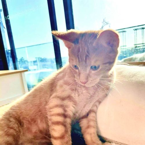 Mango - Domestic Short Hair (DSH) Cat
