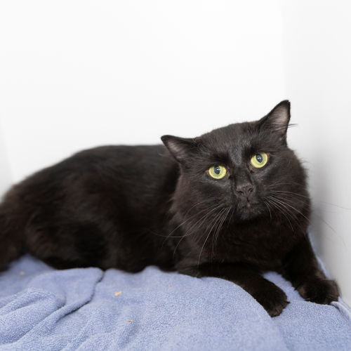 Ash - Domestic Medium Hair Cat