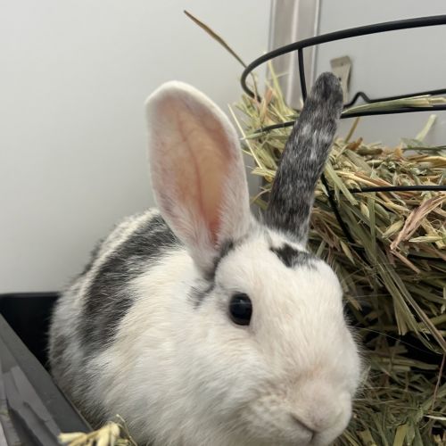 Baby Spice - Rabbit   Domestic Rabbit