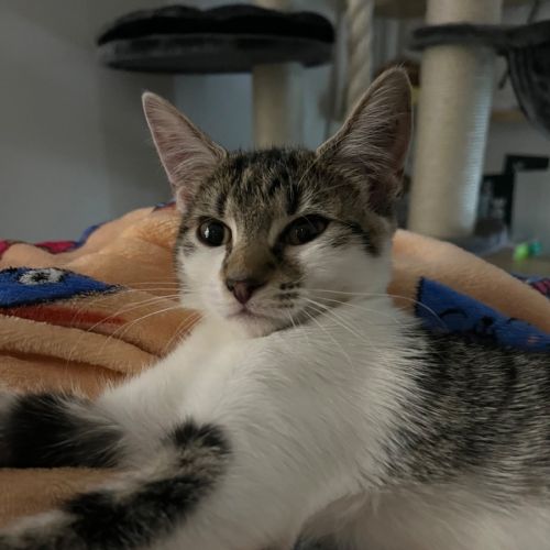 Pearl - Domestic Short Hair (DSH) Cat