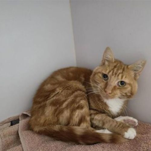 Cheeto - Domestic Short Hair Cat