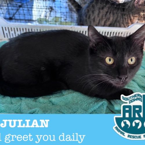 Julian - Domestic Short Hair (DSH) Cat