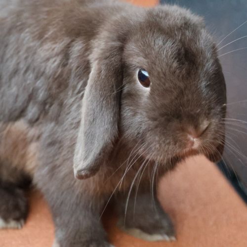 Lightning - Bunny Rabbit