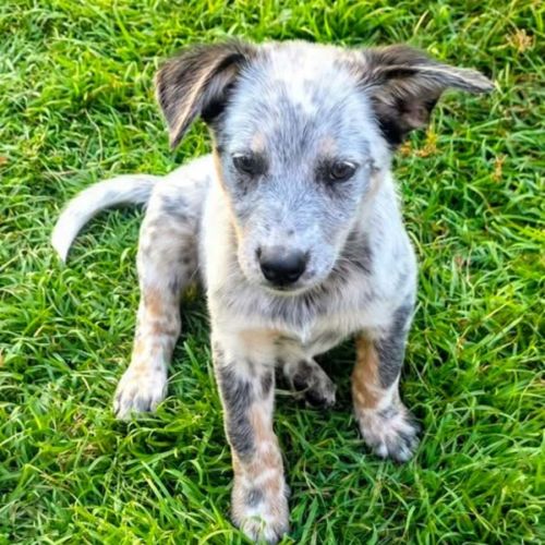 Ocean - Australian Cattle Dog