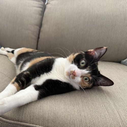 Cleo - Domestic Short Hair Cat