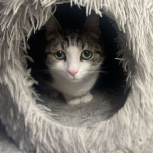 Lena - Domestic Short Hair Cat