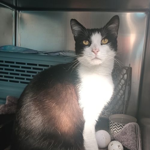 Cosmo - Domestic Short Hair Cat