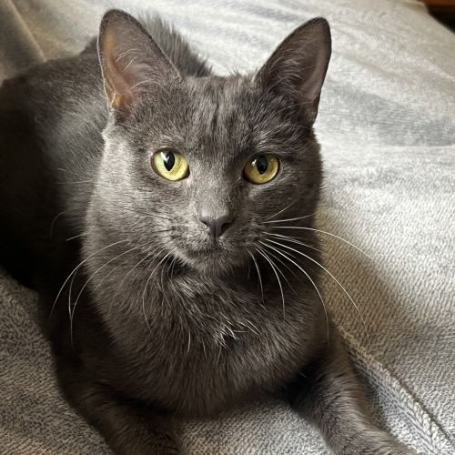 Piper (bonded With Ted) - Domestic Short Hair Cat