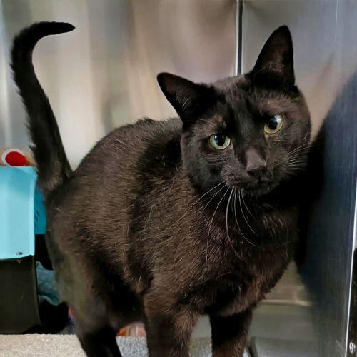 Felix - Domestic Short Hair Cat