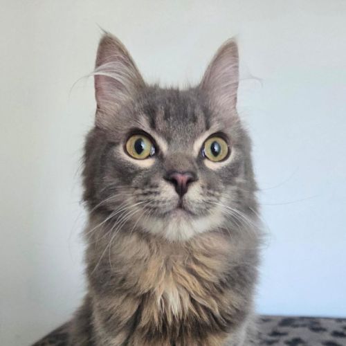 Road - Domestic Medium Hair (DMH) Cat