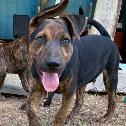 Dane - Mixed breed Dog
