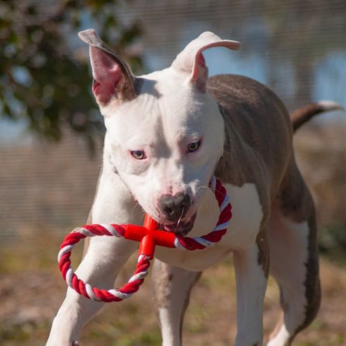 Chino - Staffordshire Bull Terrier Dog