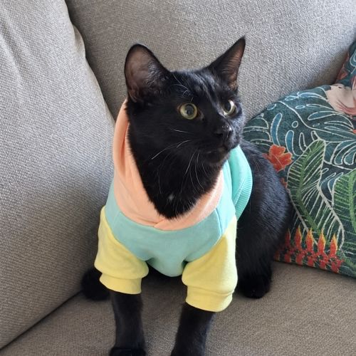 Alfonso - Domestic Short Hair (DSH) Cat