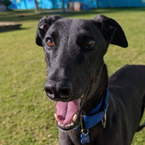 Crosby The Greyhound - Greyhound Dog