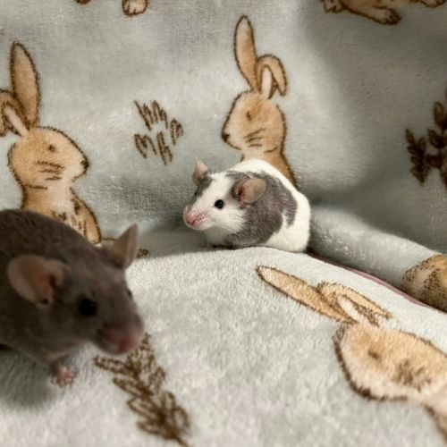 Hank & Joel -  Mouse