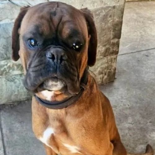 Chester - Boxer Dog