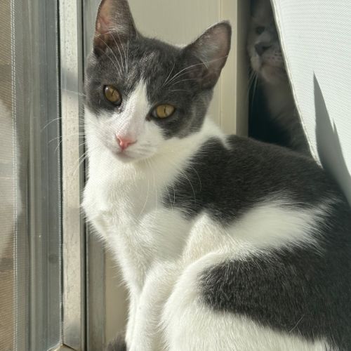 Baloo - Domestic Short Hair (DSH) Cat