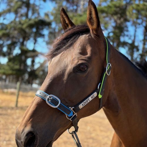 Always About Ellie - Thoroughbred Horse