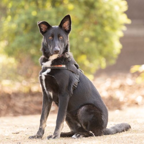 Cherry  - German Shepherd x Australian Kelpie Dog