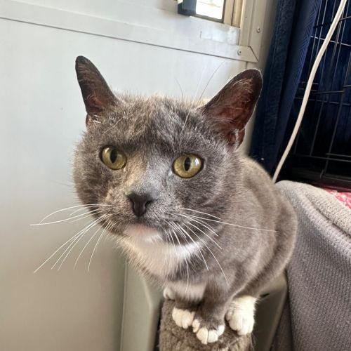 Spanakopita - British Shorthair x Domestic Short Hair (DSH) Cat