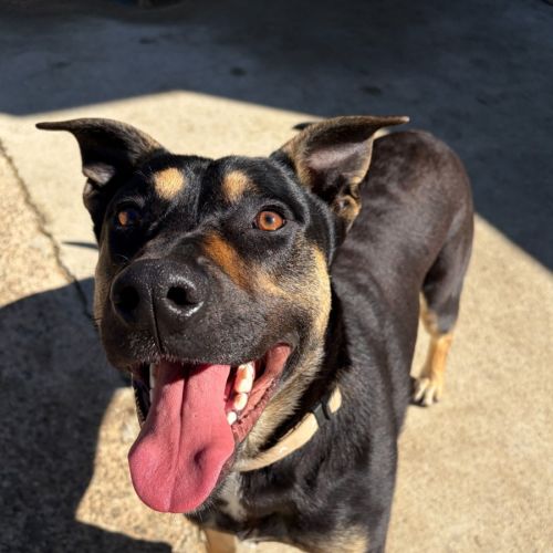 Rambo - Australian Kelpie Dog