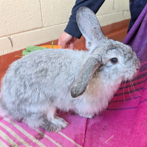 Virginia - Jersey Wooly Rabbit