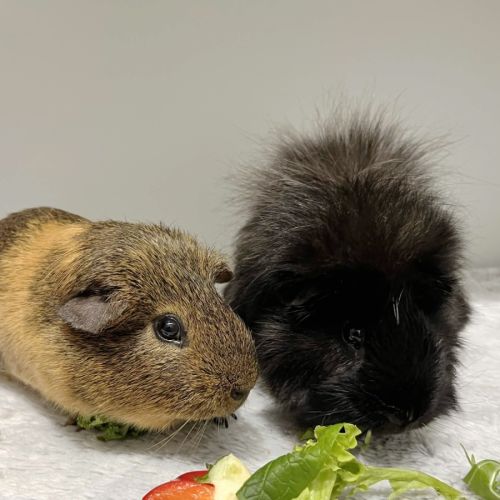 Tommy & Toddy - Long Haired x Smooth Hair Guinea Pig