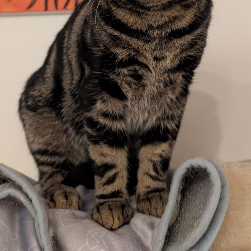 Benny - Domestic Short Hair Cat