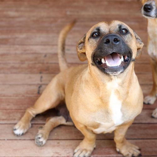 Winnie - Mixed breed Dog