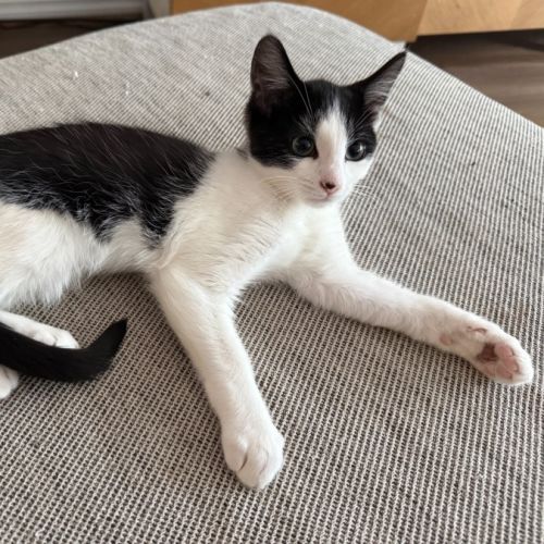 Dot - Domestic Short Hair (DSH) Cat