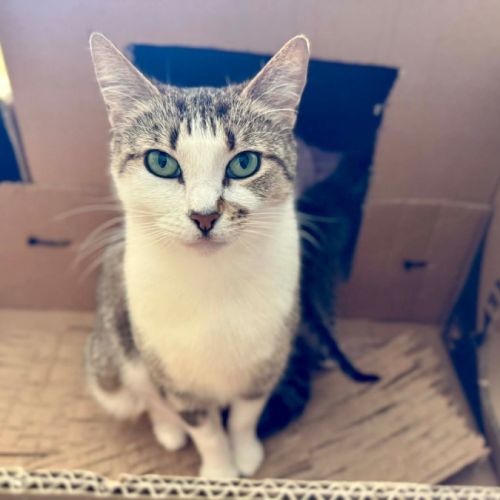 Daphne - Domestic Short Hair (DSH) Cat