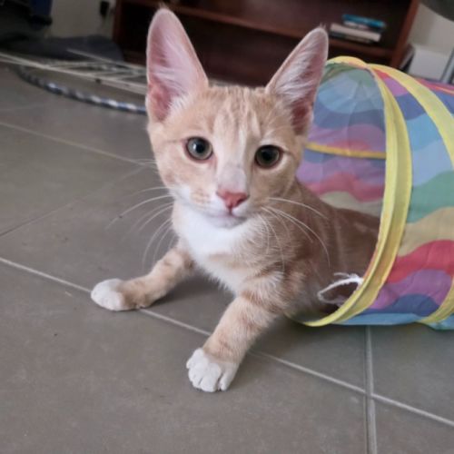 Henumi 💙 - Domestic Short Hair (DSH) Cat