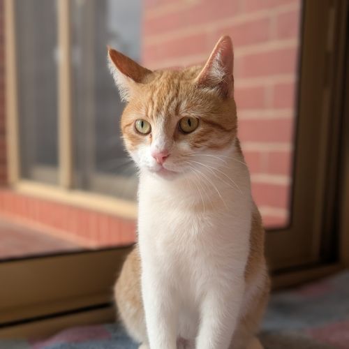 Charlie - Domestic Short Hair (DSH) Cat