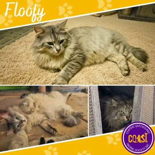 Floofy - Domestic Short Hair (DSH) Cat