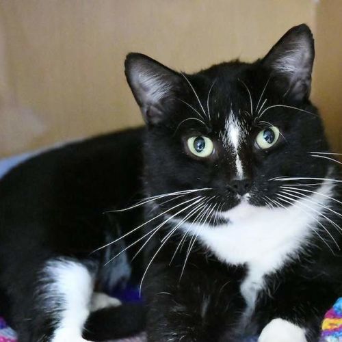 Bruce - Domestic Short Hair (DSH) Cat
