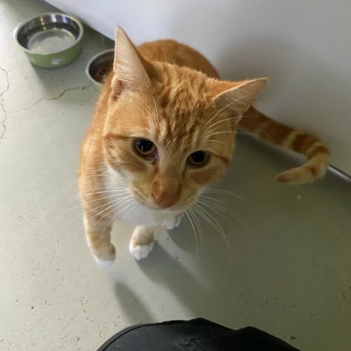 Horizon - Domestic Short Hair (DSH) Cat