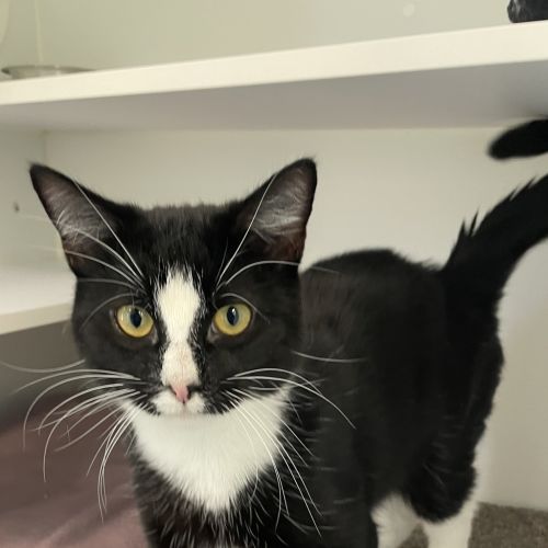 Froggy - Domestic Short Hair Cat