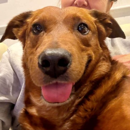 Spud - 4 Year Old Corgi X - Cardigan Welsh Corgi Dog