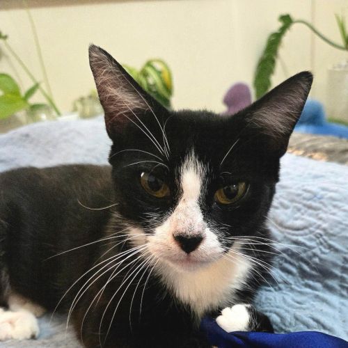 Mittens - Domestic Short Hair (DSH) Cat