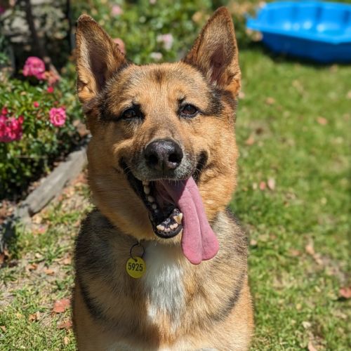 Archer - German Shepherd Dog x Siberian Husky Dog