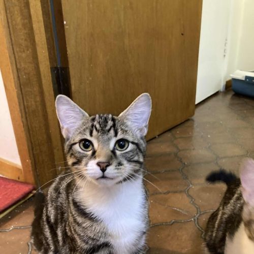 Lenny - Domestic Short Hair (DSH) Cat