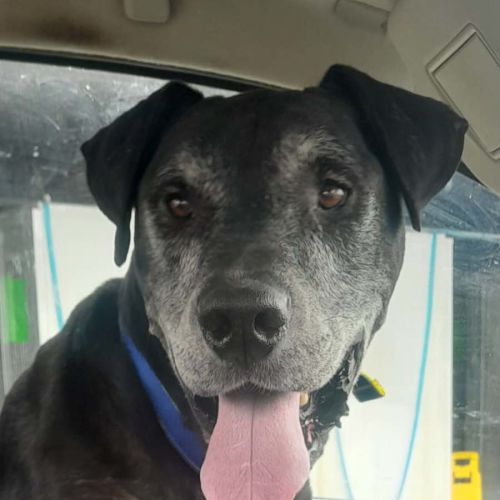 Hagrid - Great Dane Dog