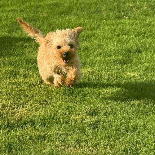 Jessie - Cavalier King Charles Spaniel x Poodle (Toy) Dog