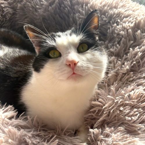 Bernie - Domestic Short Hair (DSH) Cat