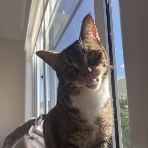 Groot (with Rocket) - Domestic Short Hair (DSH) Cat
