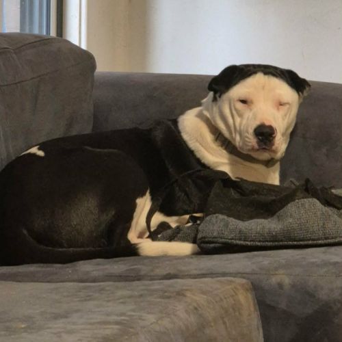 Pepito - Mastiff x Staffordshire Bull Terrier Dog