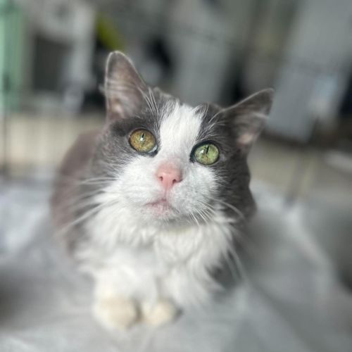 Munchkin - Domestic Medium Hair (DMH) Cat