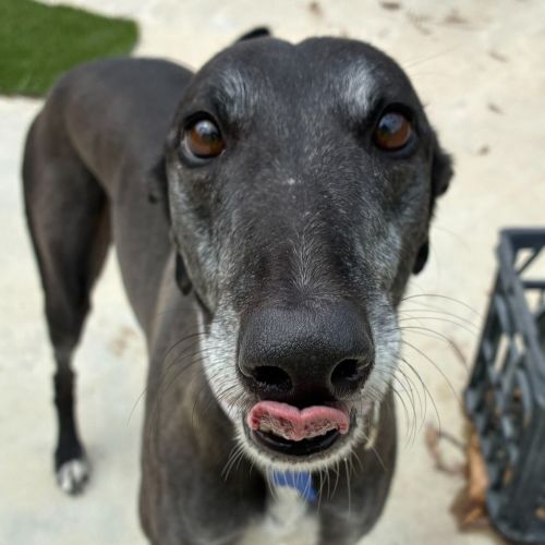 Angel The Greyhound - Greyhound Dog