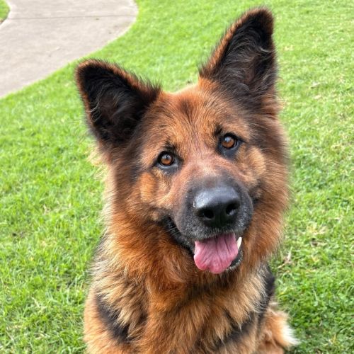 Kira - German Shepherd Dog (Long Stock Coat) Dog